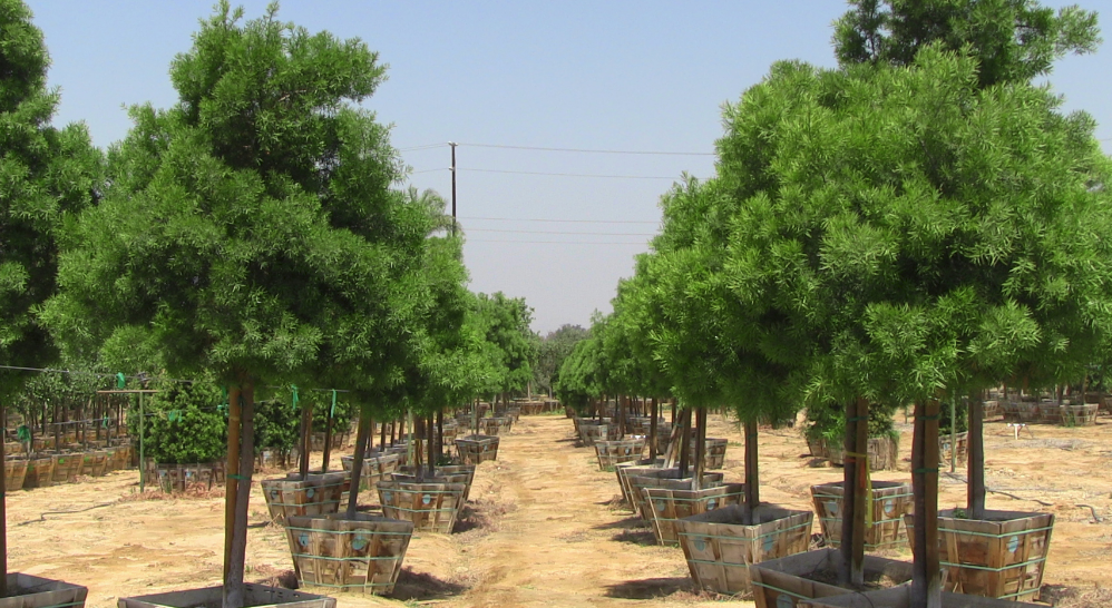 Moon Valley Nurseries Mesa AZ 85213 4808339268 Gardening